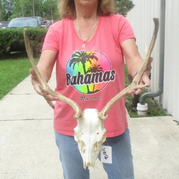 B-Grade Fallow Deer Skull and horns (antlers) 15 & 16 inches - $90