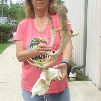 B-Grade Fallow Deer Skull and horns (antlers) 15 & 16 inches - $90