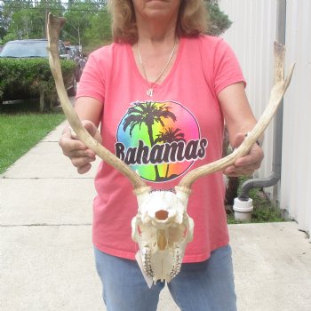 B-Grade Fallow Deer Skull and horns (antlers) 15 & 16 inches - $90