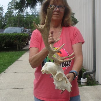 B-Grade Fallow Deer Skull and horns (antlers) 15 & 16 inches - $90