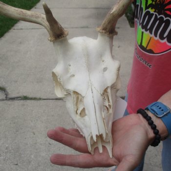 B-Grade Fallow Deer Skull and horns (antlers) 15 & 16 inches - $90