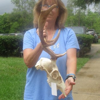 Fallow Deer Horns and Skull - $100 each; 3 or more @ $90.00 each