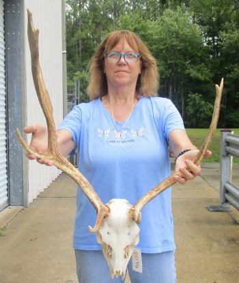 This is a Real B-Grade Fallow Deer Skull and horns (antlers) measuring 18 and 24 inches long - Buy Now for $90