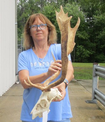 This is a Real B-Grade Fallow Deer Skull and horns (antlers) measuring 18 and 24 inches long - Buy Now for $90