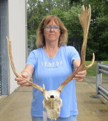 This is a Real B-Grade Fallow Deer Skull and horns (antlers) measuring 18 and 24 inches long - Buy Now for $90