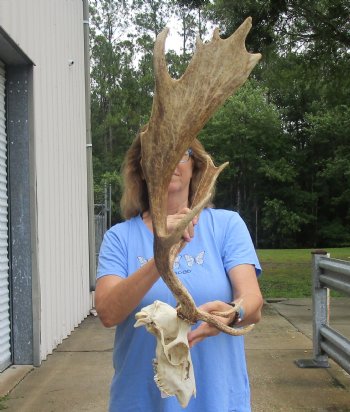 This is a Real B-Grade Fallow Deer Skull and horns (antlers) measuring 18 and 24 inches long - Buy Now for $90