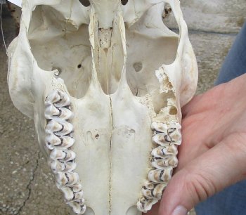 This is a Real B-Grade Fallow Deer Skull and horns (antlers) measuring 18 and 24 inches long - Buy Now for $90