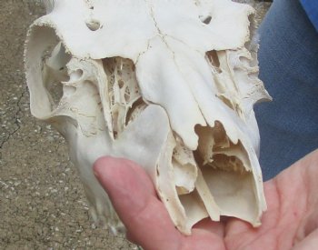 This is a Real B-Grade Fallow Deer Skull and horns (antlers) measuring 18 and 24 inches long - Buy Now for $90