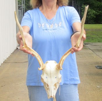 Real B-Grade Fallow Deer Skull and horns (antlers) measuring 15 and 16 inches long for $80