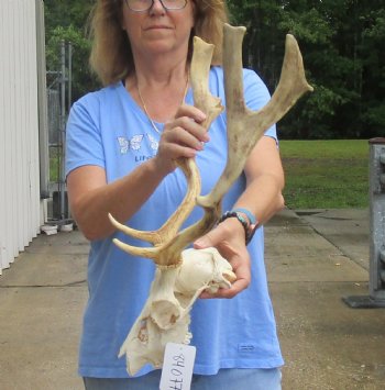 Real B-Grade Fallow Deer Skull and horns (antlers) measuring 15 and 16 inches long for $80