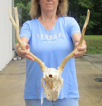 Real B-Grade Fallow Deer Skull and horns (antlers) measuring 15 and 16 inches long for $80