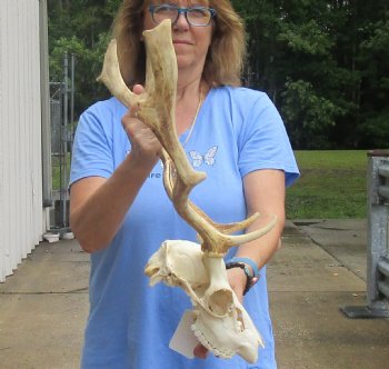 Real B-Grade Fallow Deer Skull and horns (antlers) measuring 15 and 16 inches long for $80