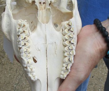 Real B-Grade Fallow Deer Skull and horns (antlers) measuring 15 and 16 inches long for $80