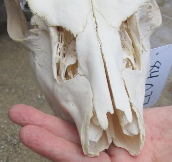 Real B-Grade Fallow Deer Skull and horns (antlers) measuring 15 and 16 inches long for $80