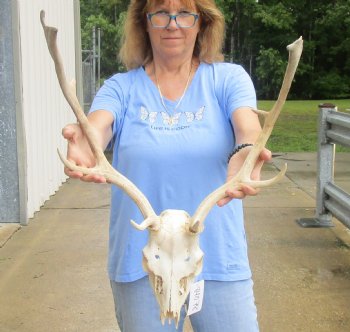 This is a Real B-Grade Fallow Deer Skull and horns (antlers) measuring 17 and 19 inches long - Buy Now for $90