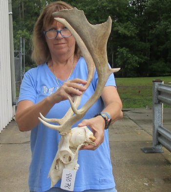 This is a Real B-Grade Fallow Deer Skull and horns (antlers) measuring 17 and 19 inches long - Buy Now for $90