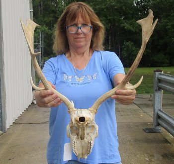 This is a Real B-Grade Fallow Deer Skull and horns (antlers) measuring 17 and 19 inches long - Buy Now for $90