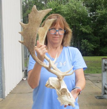 This is a Real B-Grade Fallow Deer Skull and horns (antlers) measuring 17 and 19 inches long - Buy Now for $90