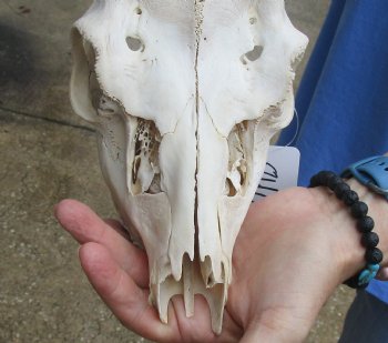 This is a Real B-Grade Fallow Deer Skull and horns (antlers) measuring 17 and 19 inches long - Buy Now for $90