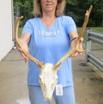 Real B-Grade Fallow Deer Skull and horns (antlers) measuring 14 and 17 inches long for $90