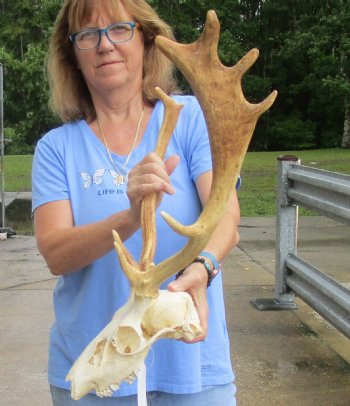Real B-Grade Fallow Deer Skull and horns (antlers) measuring 14 and 17 inches long for $90