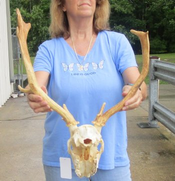 Real B-Grade Fallow Deer Skull and horns (antlers) measuring 14 and 17 inches long for $90