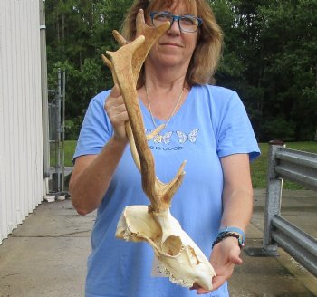 Real B-Grade Fallow Deer Skull and horns (antlers) measuring 14 and 17 inches long for $90