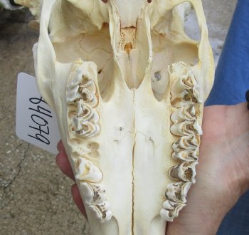 Real B-Grade Fallow Deer Skull and horns (antlers) measuring 14 and 17 inches long for $90