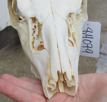 Real B-Grade Fallow Deer Skull and horns (antlers) measuring 14 and 17 inches long for $90