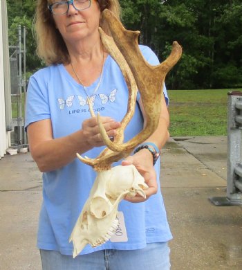 Real B-Grade Fallow Deer Skull and horns (antlers) measuring 15 inches long for $90
