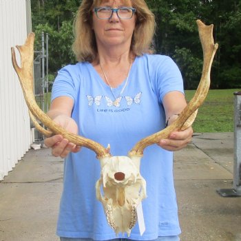 Real B-Grade Fallow Deer Skull and horns (antlers) measuring 15 inches long for $90