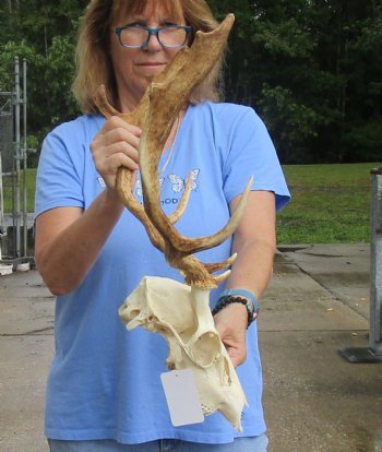 Real B-Grade Fallow Deer Skull and horns (antlers) measuring 15 inches long for $90
