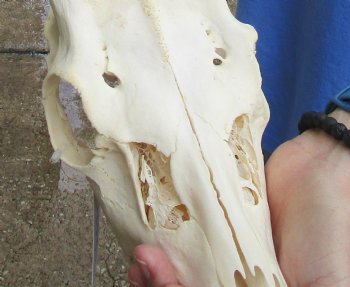 Real B-Grade Fallow Deer Skull and horns (antlers) measuring 15 inches long for $90