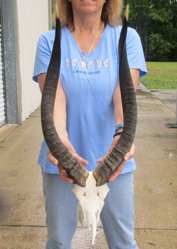 Nyala Skull Plate with horns measuring approximately 24 and 25 inches for $85.00