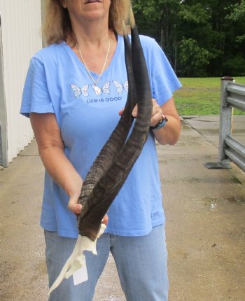 Nyala Skull Plate with horns measuring approximately 24 and 25 inches for $85.00