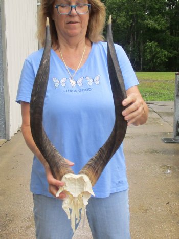 Nyala Skull Plate with horns measuring approximately 24 and 25 inches for $85.00