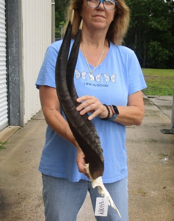 Nyala Skull Plate with horns measuring approximately 24 and 25 inches for $85.00