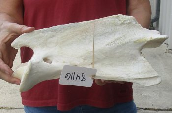 Buy Now 13" Giraffe Vertebra Bone for - $65