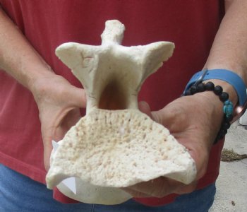 Buy Now 13" Giraffe Vertebra Bone for - $65