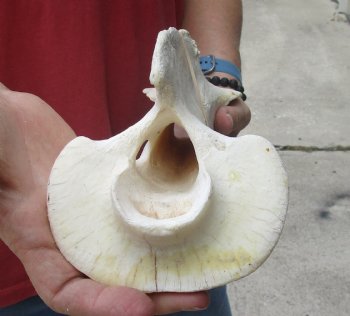Buy Now 13" Giraffe Vertebra Bone for - $65