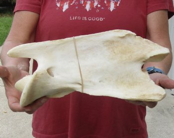 13" Giraffe Vertebra Bone, available for sale - $65