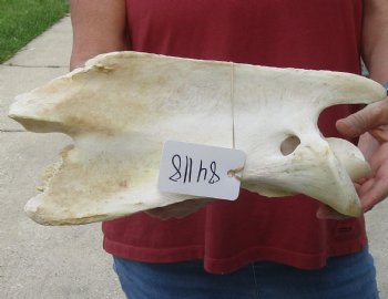 13" Giraffe Vertebra Bone, available for sale - $65