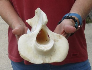 13" Giraffe Vertebra Bone, available for sale - $65