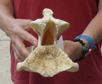 13" Giraffe Vertebra Bone, available for sale - $65