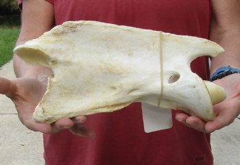 For Sale 11" Giraffe Vertebra Bone - $60