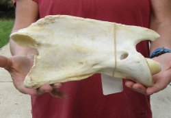 For Sale 11" Giraffe Vertebra Bone - $60