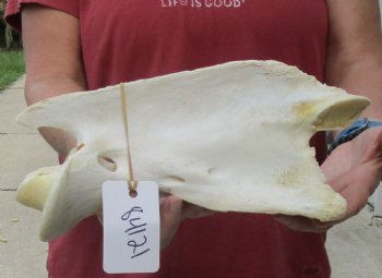 For Sale 11" Giraffe Vertebra Bone - $60