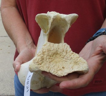 For Sale 11" Giraffe Vertebra Bone - $60