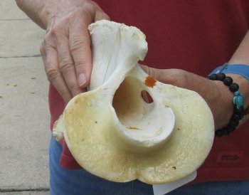 For Sale 11" Giraffe Vertebra Bone - $60