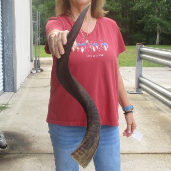  Kudu horn for sale measuring 33 inches - $65